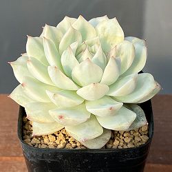 エケベリア：ディッピー錦　2.5号ポット