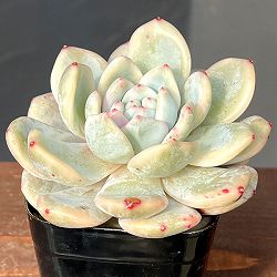 エケベリア：モンロー錦　2.5号