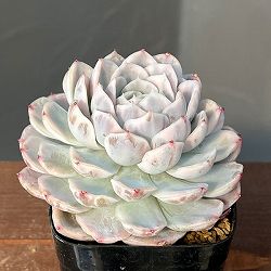 エケベリア：スノーバル錦　2.5号