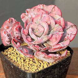 エケベリア：ビヨンセ錦　2.5号ポット