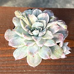 エケベリア：シンプソンズ錦　2.5号ポット