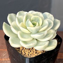 エケベリア：フレンドシップ錦　2.5号ポット