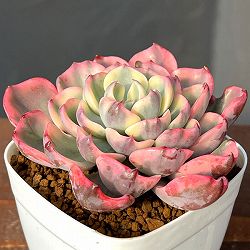 エケベリア：レインドロップ錦　2.5号ポット