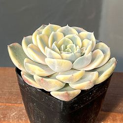 エケベリア：タイニーバーガー錦　2.5号ポット