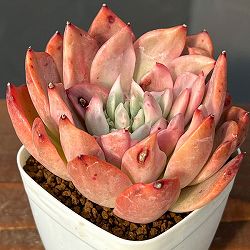 エケベリア：フローリアナ錦　2.5号ポット