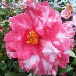 [26年2月中下旬予約]ツバキ（椿）:ユキツバキ春日山（かすがやま）3.5号ポット