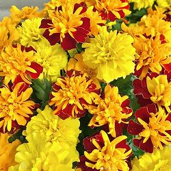 [26年3月中下旬予約]マリーゴールド ：なかよしマリー花色ミックス植え3.5号ポット