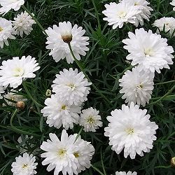 [26年2月中下旬予約]マーガレット：モリンバ　ミニダブルホワイト3.5号ポット