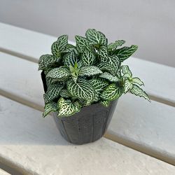 フィットニア：ラバーズ　3号ポット