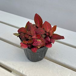 フィットニア：レッドクラウド　3号ポット