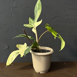 フィロデンドロン：フロリダビューティーバリエガータ（斑入）　4号26-01