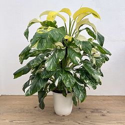 モンステラ：レクレリアナ　バリエガータ　8号鉢植え