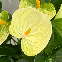 アンスリウム：バニラ　5号鉢植え*