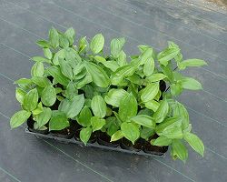 トキワナルコユリ：丸葉　3号ポット