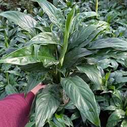 [26年3月中下旬予約]スパティフィラム：スウィートキョリオーサ　5号鉢植え