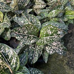 [26年3月中下旬予約]アグラオネマ：トムズプライド　5号鉢植え