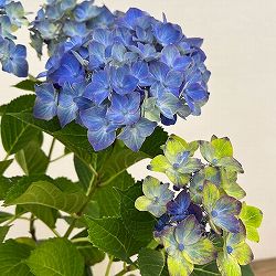 アジサイ：フォーチュン5号鉢植え