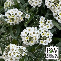 スーパーアリッサム：アイシクルナイト3.5号ポット*