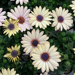 オステオスペルマム：シュガーバター3号ポット