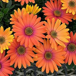 オステオスペルマム：トロピカルマンゴー3号ポット