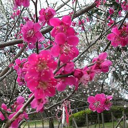 ハナウメ（花梅）：紅千鳥（ベニチドリ）接木苗6号ポット