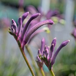 カンガルーポー：カーニバル（gtcarm　濃紫・紫）4号鉢植え