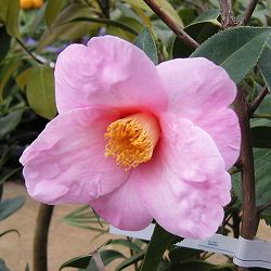 ツバキ（椿）：太郎冠者（たろうかじゃ）7号鉢植え