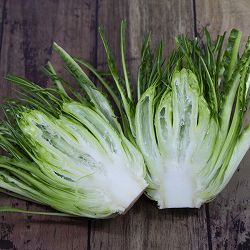 プンタレッラ（アスパラガスチコリー）3～3.5号ポット