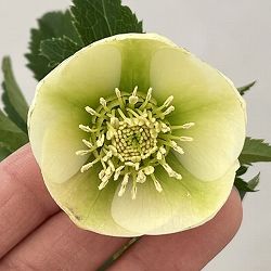 クリスマスローズ：ベーシックシングル26-03／1.5Lポット【現品販売】