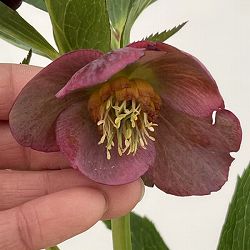 クリスマスローズ：ベーシックシングル26-04／1.5Lポット【現品販売】