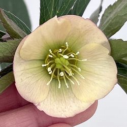 クリスマスローズ：ベーシックシングル26-05／1.5Lポット【現品販売】