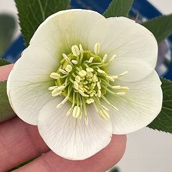 クリスマスローズ：ベーシックシングル26-06／1.5Lポット【現品販売】