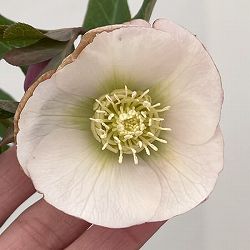 クリスマスローズ：ベーシックシングル26-09／1.5Lポット【現品販売】