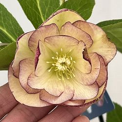 クリスマスローズ：ベーシックダブル26-01／1.5Lポット【現品販売】