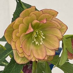 クリスマスローズ：ベーシックダブル26-02／1.5Lポット【現品販売】