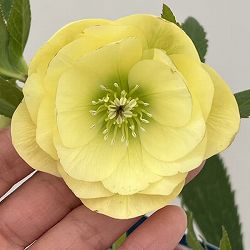 クリスマスローズ：ベーシックダブル26-04／1.5Lポット【現品販売】