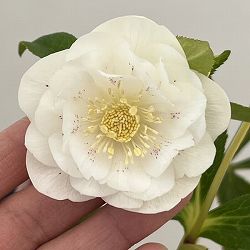 クリスマスローズ：ベーシックダブル26-06／1.5Lポット【現品販売】