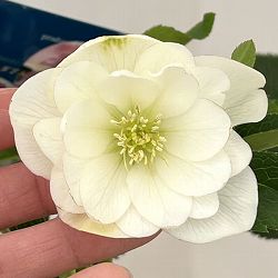 クリスマスローズ：ベーシックダブル26-07／1.5Lポット【現品販売】