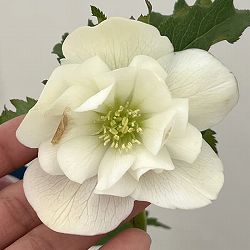 クリスマスローズ：ベーシックダブル26-08／1.5Lポット【現品販売】