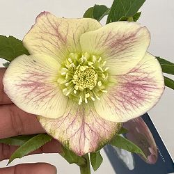 クリスマスローズ：ベーシックダブル26-09セミダブル／1.5Lポット【現品販売】