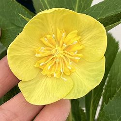 クリスマスローズ：ベーシックダブル26-14セミダブル／1.5Lポット【現品販売】