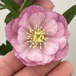 クリスマスローズ：ベーシックダブル26-16／1.5Lポット【現品販売】