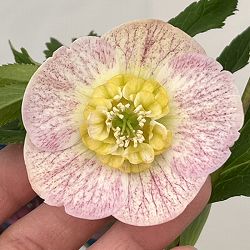 クリスマスローズ：ベーシックダブル26-17セミダブル／1.5Lポット【現品販売】