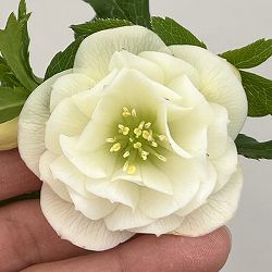 クリスマスローズ：ベーシックダブル26-19／1.5Lポット【現品販売】