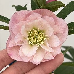 クリスマスローズ：ベーシックダブル26-20／1.5Lポット【現品販売】