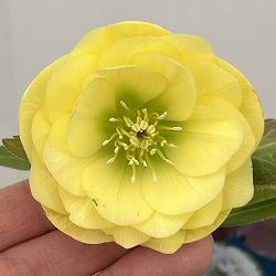 クリスマスローズ：ベーシックダブル26-21／1.5Lポット【現品販売】