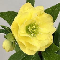 クリスマスローズ：ベーシックダブル26-23／1.5Lポット【現品販売】