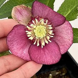 クリスマスローズ：ベーシックダブル26-25セミダブル／1.5Lポット【現品販売】