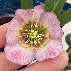 クリスマスローズ：ベーシックダブル26-27セミダブル／1.5Lポット【現品販売】