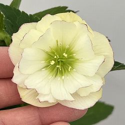 クリスマスローズ：ベーシックダブル26-29／1.5Lポット【現品販売】